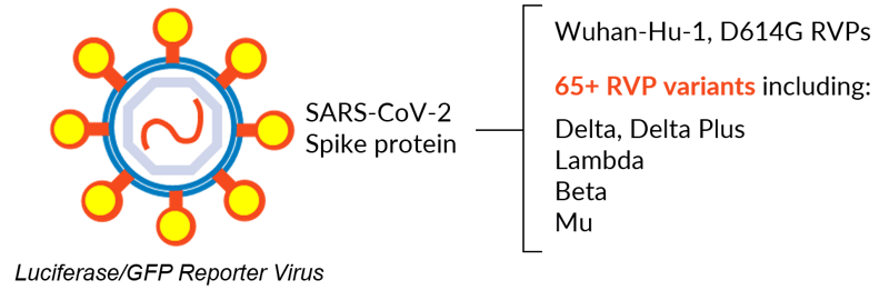 65RVPSection2plus 65RVPSection2plus