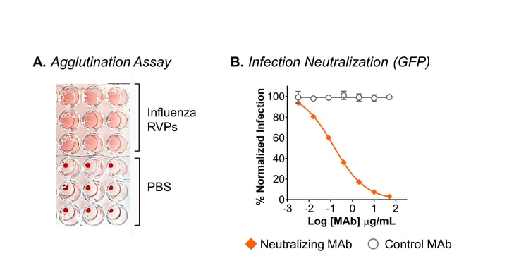 Agglutination and Neut, Influenza