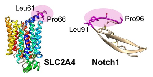 Cross-reactivity_Epitope Mapping Cross-reactivity_Epitope Mapping