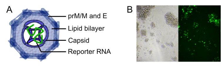 Dengue RVP composition and reporter expression.