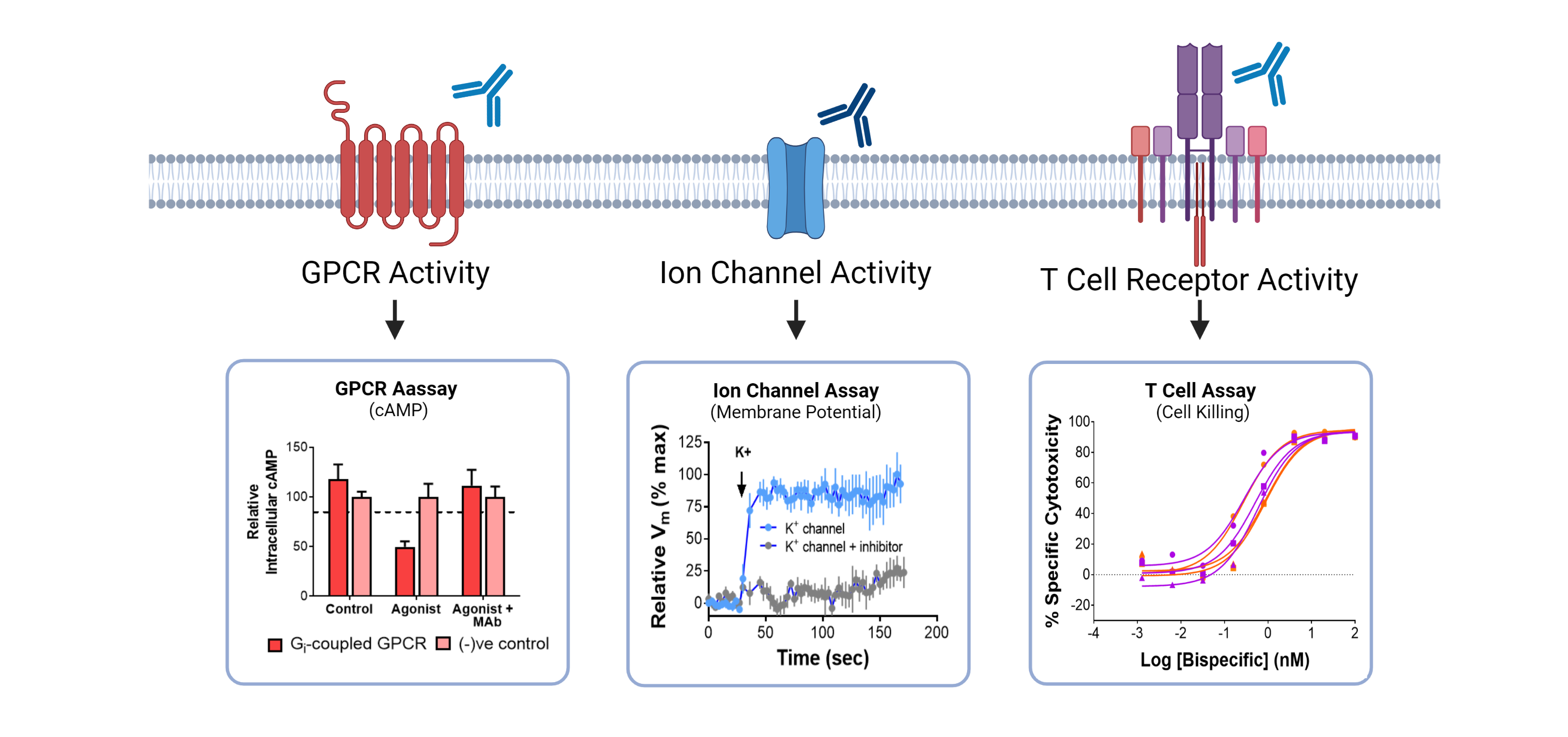 Integral Molecular performs functional assays for monoclonal antibodies, including determining GPCR signaling, ion channel activation, and T cell receptor activation.