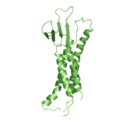 chicken immunization yielded antibodies against Claudin 6
