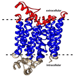  SLC2A4 (GLUT4)