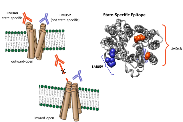 state-specific antibodies