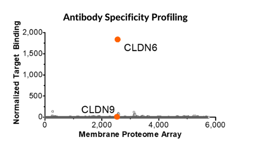 MPS platform was used to isolate highly specific monoclonal antibodies (MAbs) targeting CLDN6