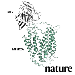 MFSD2A antibody fragment (scFv) bound to its target