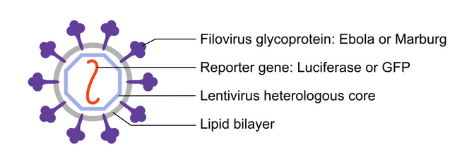 Cross-section schematic of an RVP pseudovirus. Filovirus glycoproteins stud the surface of a spherical lipid bilayer. Inside, a lentivirus heterologous core surrounds a reporter gene.