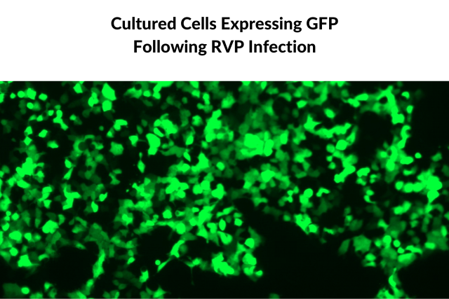 Cultured Cells Expressing GFP Following RVP Infection